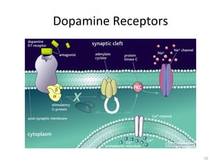 Dopamine Receptors 