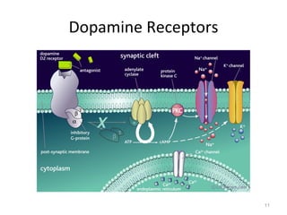 Dopamine Receptors 