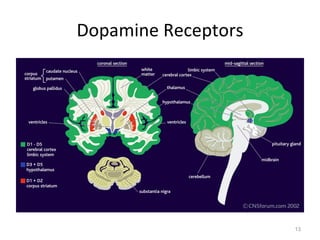 Dopamine Receptors 