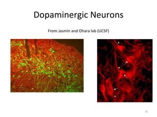 Dopaminergic Neurons From Jasmin and Ohara lab (UCSF) 