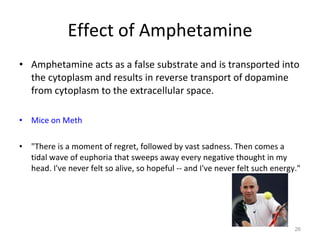 Effect of Amphetamine Amphetamine acts as a false substrate and is transported into the cytoplasm and results in reverse transport of dopamine from cytoplasm to the extracellular space. Mice on Meth "There is a moment of regret, followed by vast sadness. Then comes a tidal wave of euphoria that sweeps away every negative thought in my head. I've never felt so alive, so hopeful -- and I've never felt such energy." 