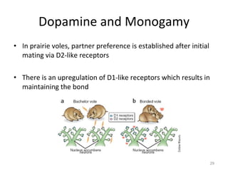 Dopamine and Monogamy In prairie voles, partner preference is established after initial mating via D2-like receptors There is an upregulation of D1-like receptors which results in maintaining the bond 