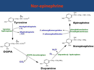 Nor-epinephrine
 