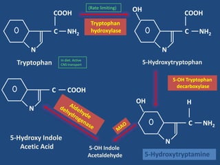(Rate limiting)   OH
               COOH                                                        COOH
                                      Tryptophan
               C       NH2            hydroxylase                          C     NH2

      N                                                           N
                   In diet. Active
  Tryptophan       CNS transport                            5-Hydroxytryptophan

                                                                       5-OH Tryptophan
                                                                         decarboxylase
            C          COOH
                                                       OH                   H
     N

                                                                            C     NH2

5-Hydroxy Indole                                                   N
   Acetic Acid                       5-OH Indole
                                     Acetaldehyde           5-Hydroxytryptamine
 
