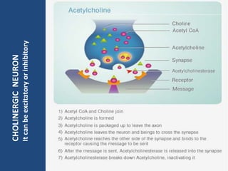CHOLINERGIC NEURON
It can be excitatory or inhibitory
 