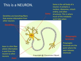 This is a NEURON.                      Soma is the cell body of a
                                        neuron. It contains a
                                        nucleus, ribosomes, mitoch
                                        ondria, and other
                                 Soma   structures. This is where
Dendrites are branching fibers          much of the metabolic
that receive information from           work takes place
other neurons

   Dendrites




                                                       Presynaptic
                                                      terminals
                                                   Presynaptic
Axon is a thin fiber                               terminals are the
where information                                  point where the
is sent from the                                   axon releases
neuron to other                                    chemicals
neurons
            Axon
 