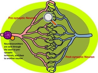Pre-synaptic Neuron




Neurotransmitters
are sent through
the axon to pre-
synaptic
terminals, and then
to another neuron
                          Post-synaptic Neuron
 