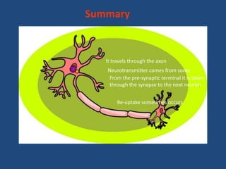 Summary



   It travels through the axon
   Neurotransmitter comes from soma
    From the pre-synaptic terminal it is taken
    through the synapse to the next neuron


        Re-uptake sometimes occurs
 