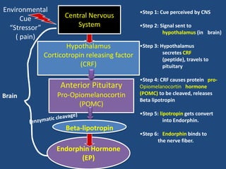 Environmental                               •Step 1: Cue perceived by CNS
      Cue         Central Nervous
  “Stressor”          System                •Step 2: Signal sent to
                                                      hypothalamus (in brain)
    ( pain)
                  Hypothalamus              •Step 3: Hypothalamus
                                                      secretes CRF
           Corticotropin releasing factor
                                                      (peptide), travels to
                       (CRF)                          pituitary

                                            •Step 4: CRF causes protein pro-
                 Anterior Pituitary         Opiomelanocortin hormone
                Pro-Opiomelanocortin        (POMC) to be cleaved, releases
Brain
                                            Beta lipotropin
                      (POMC)
                                            •Step 5: lipotropin gets convert
                                                       into Endorphin.
                  Beta-lipotropin
                                            •Step 6: Endorphin binds to
                                                   the nerve fiber.
                Endorphin Hormone
                       (EP)
 