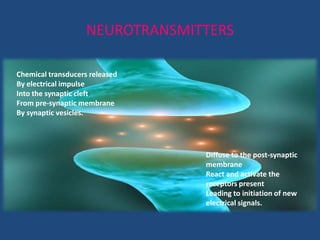 NEUROTRANSMITTERS

Chemical transducers released
By electrical impulse
Into the synaptic cleft
From pre-synaptic membrane
By synaptic vesicles.




                                 Diffuse to the post-synaptic
                                 membrane
                                 React and activate the
                                 receptors present
                                 Leading to initiation of new
                                 electrical signals.
 