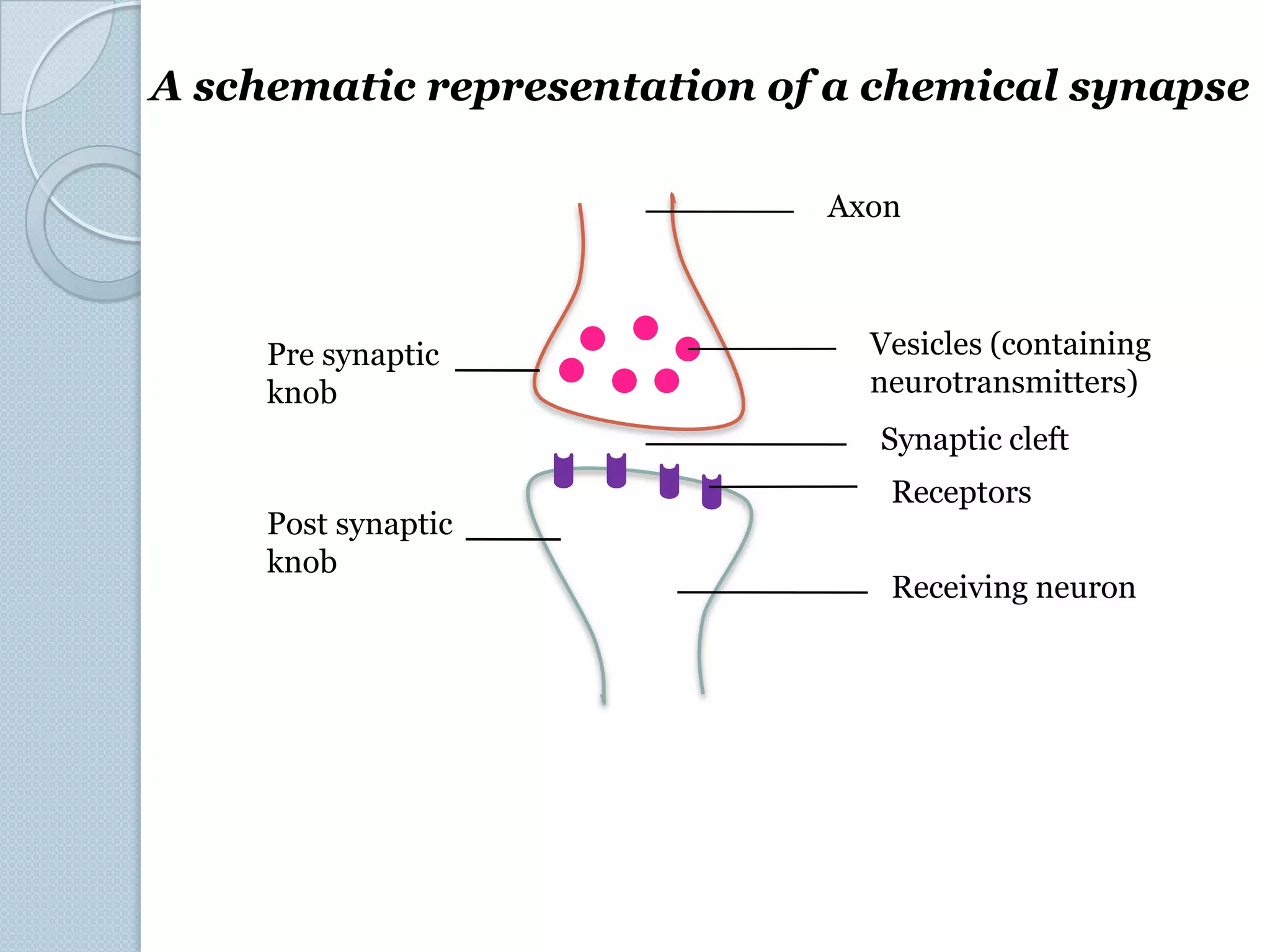 Neurotransmitters | PPT