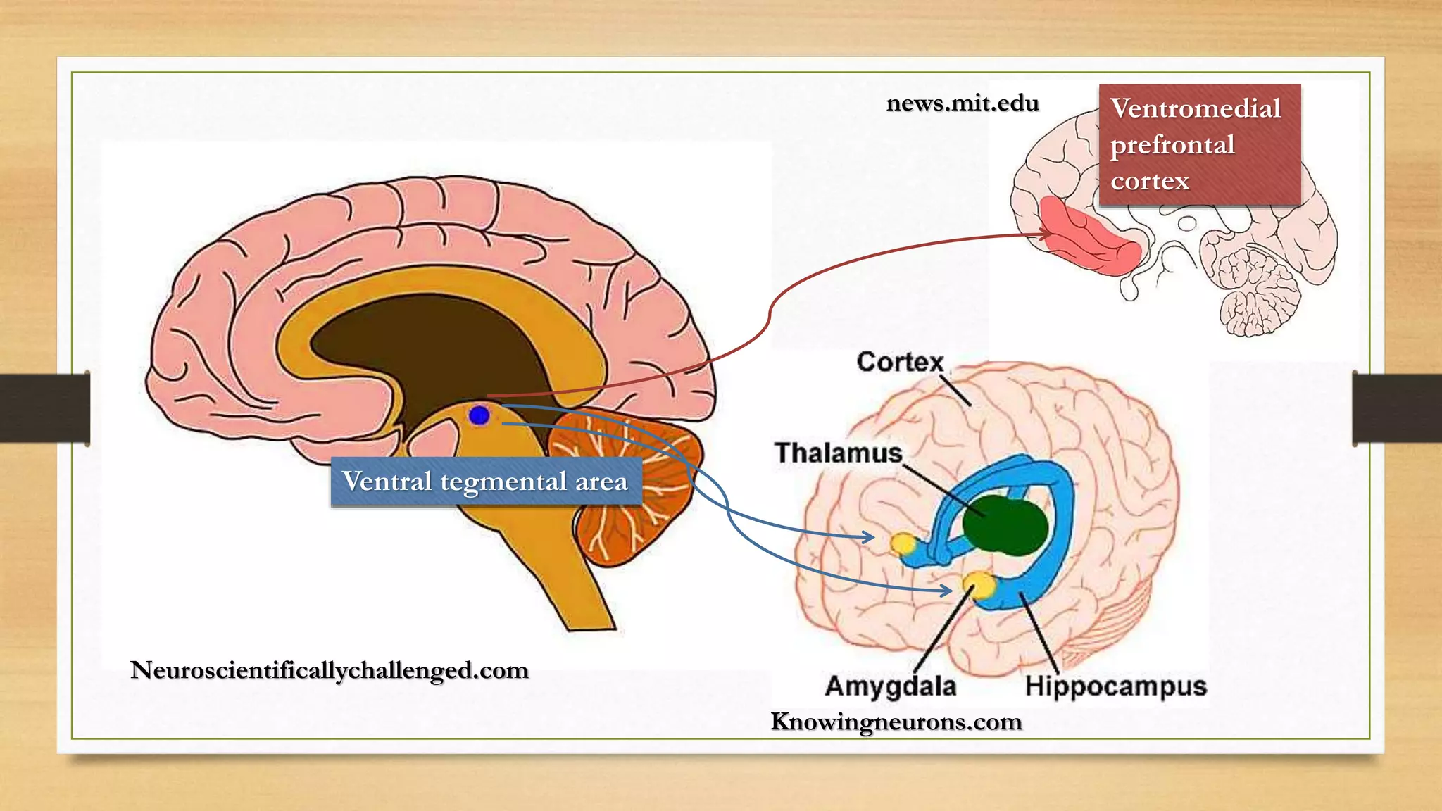 Neuroscientificallychallenged.com
Ventral tegmental area
Knowingneurons.com
news.mit.edu Ventromedial
prefrontal
cortex
 