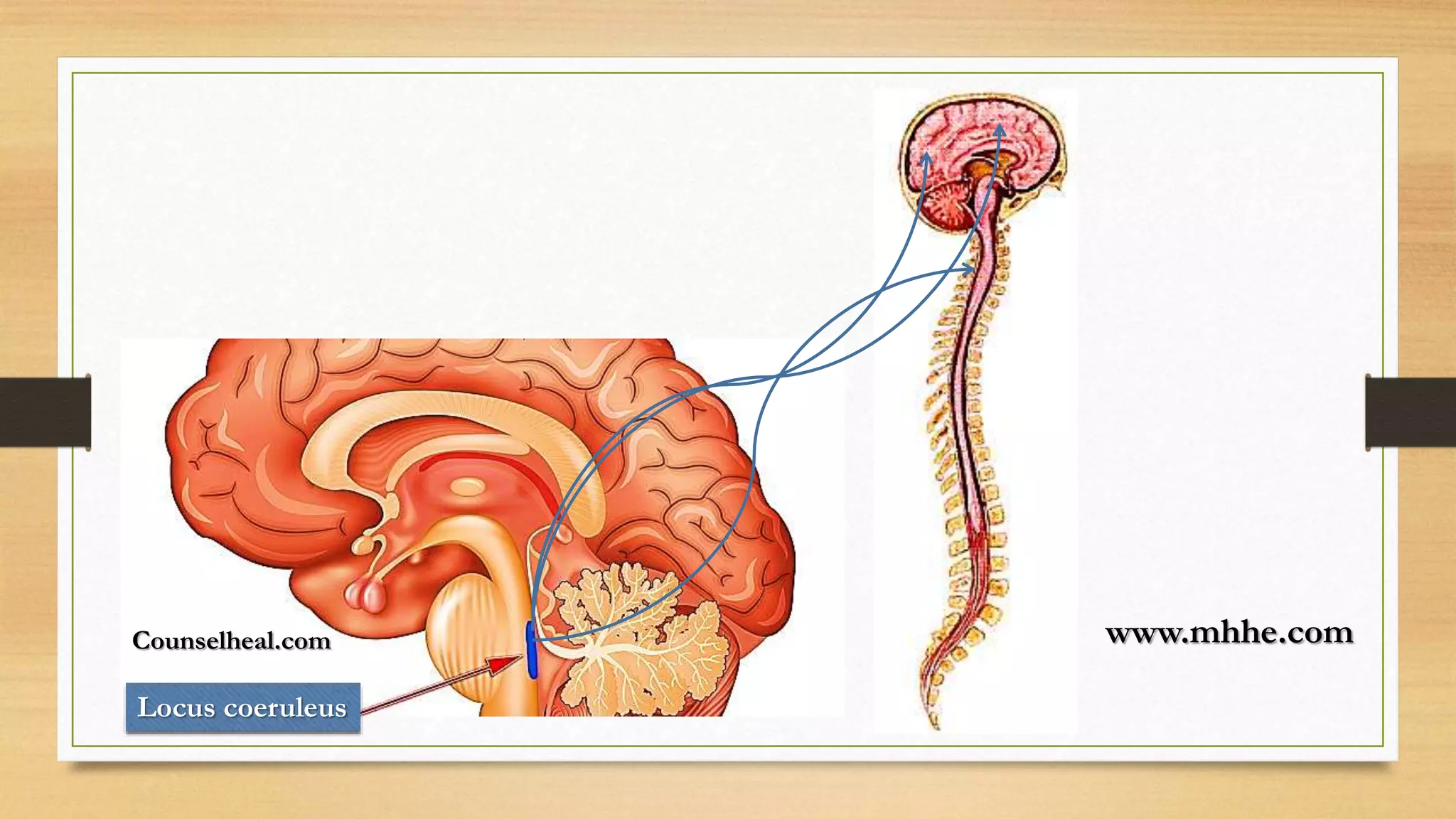 Counselheal.com
Locus coeruleus
www.mhhe.com
 