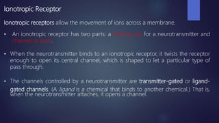 Ionotropic Receptor
Ionotropic receptors allow the movement of ions across a membrane.
• An ionotropic receptor has two parts: a binding site for a neurotransmitter and
channel or pore.
• When the neurotransmitter binds to an ionotropic receptor, it twists the receptor
enough to open its central channel, which is shaped to let a particular type of
pass through.
• The channels controlled by a neurotransmitter are transmitter-gated or ligand-
gated channels. (A ligand is a chemical that binds to another chemical.) That is,
when the neurotransmitter attaches, it opens a channel.
 
