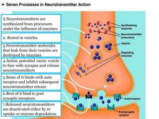 Neurotransmitters | PPTX