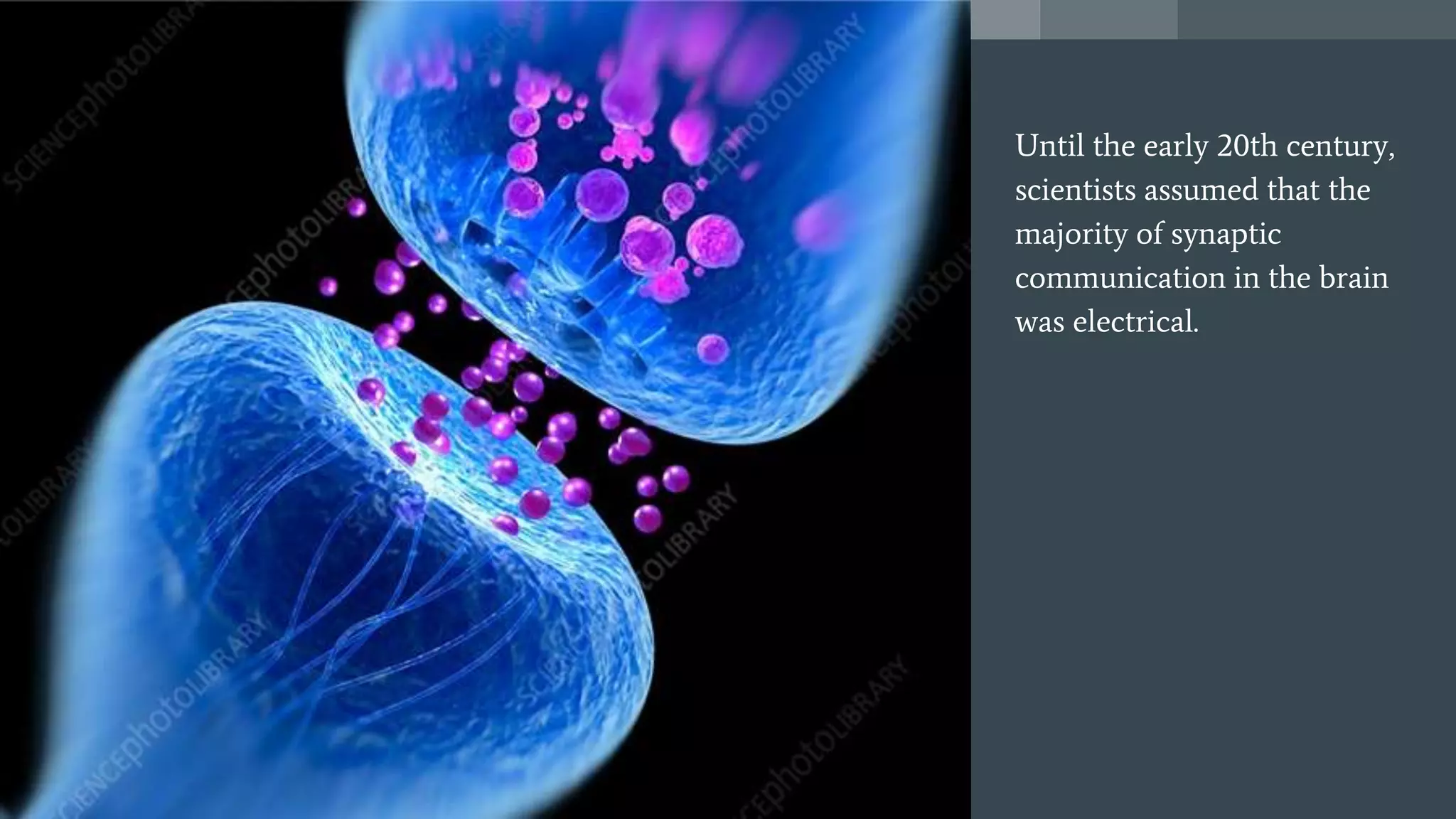 Until the early 20th century,
scientists assumed that the
majority of synaptic
communication in the brain
was electrical.
 
