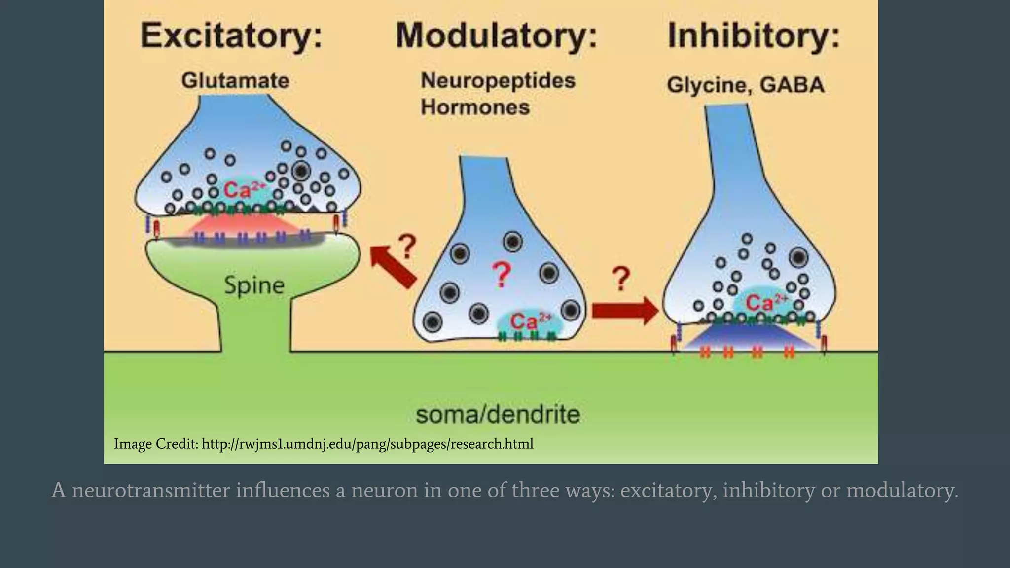 A neurotransmitter influences a neuron in one of three ways: excitatory, inhibitory or modulatory.
Image Credit: http://rwjms1.umdnj.edu/pang/subpages/research.html
 