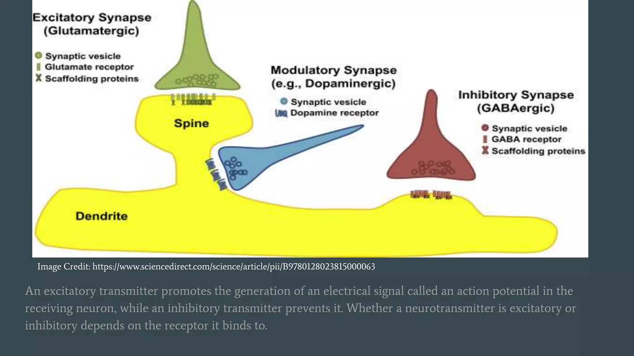 An excitatory transmitter promotes the generation of an electrical signal called an action potential in the
receiving neuron, while an inhibitory transmitter prevents it. Whether a neurotransmitter is excitatory or
inhibitory depends on the receptor it binds to.
Image Credit: https://www.sciencedirect.com/science/article/pii/B9780128023815000063
 