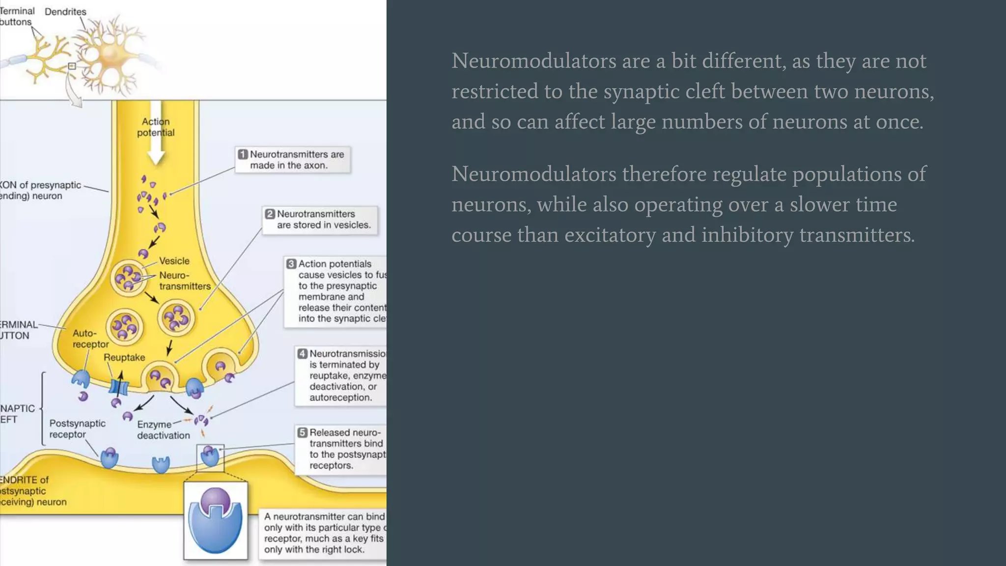 Neuromodulators are a bit different, as they are not
restricted to the synaptic cleft between two neurons,
and so can affect large numbers of neurons at once.
Neuromodulators therefore regulate populations of
neurons, while also operating over a slower time
course than excitatory and inhibitory transmitters.
 