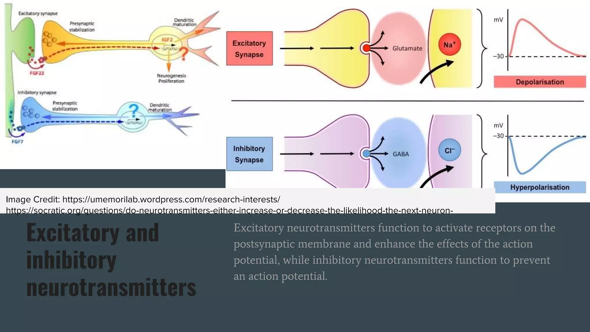 Excitatory and
inhibitory
neurotransmitters
Excitatory neurotransmitters function to activate receptors on the
postsynaptic membrane and enhance the effects of the action
potential, while inhibitory neurotransmitters function to prevent
an action potential.
Image Credit: https://umemorilab.wordpress.com/research-interests/
https://socratic.org/questions/do-neurotransmitters-either-increase-or-decrease-the-likelihood-the-next-neuron-
 