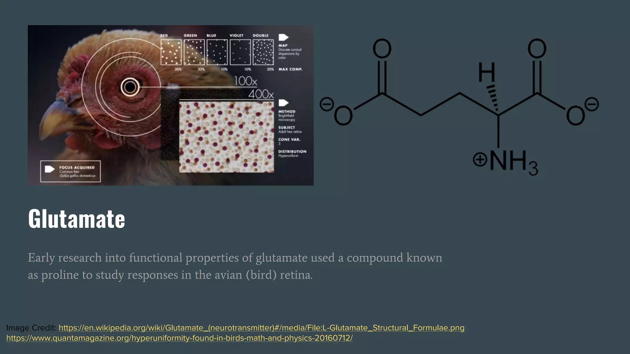 Glutamate
Early research into functional properties of glutamate used a compound known
as proline to study responses in the avian (bird) retina.
Image Credit: https://en.wikipedia.org/wiki/Glutamate_(neurotransmitter)#/media/File:L-Glutamate_Structural_Formulae.png
https://www.quantamagazine.org/hyperuniformity-found-in-birds-math-and-physics-20160712/
 