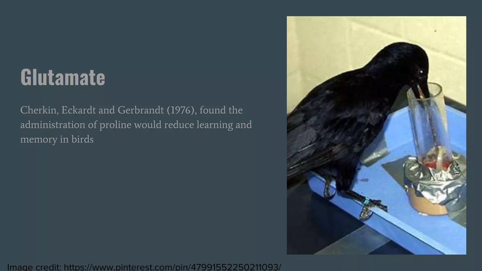 Glutamate
Cherkin, Eckardt and Gerbrandt (1976), found the
administration of proline would reduce learning and
memory in birds
Image credit: https://www.pinterest.com/pin/47991552250211093/
 
