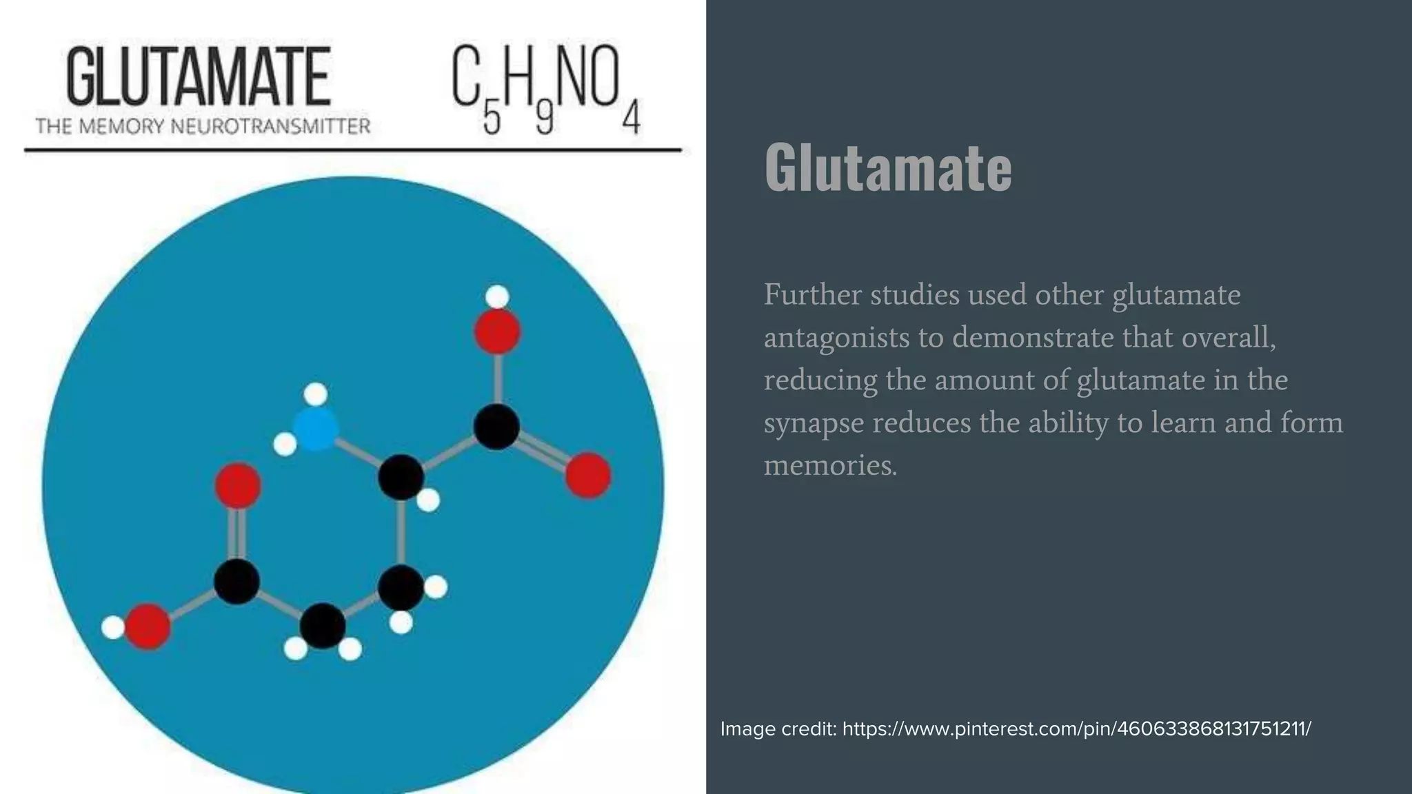 Glutamate
Further studies used other glutamate
antagonists to demonstrate that overall,
reducing the amount of glutamate in the
synapse reduces the ability to learn and form
memories.
Image credit: https://www.pinterest.com/pin/460633868131751211/
 