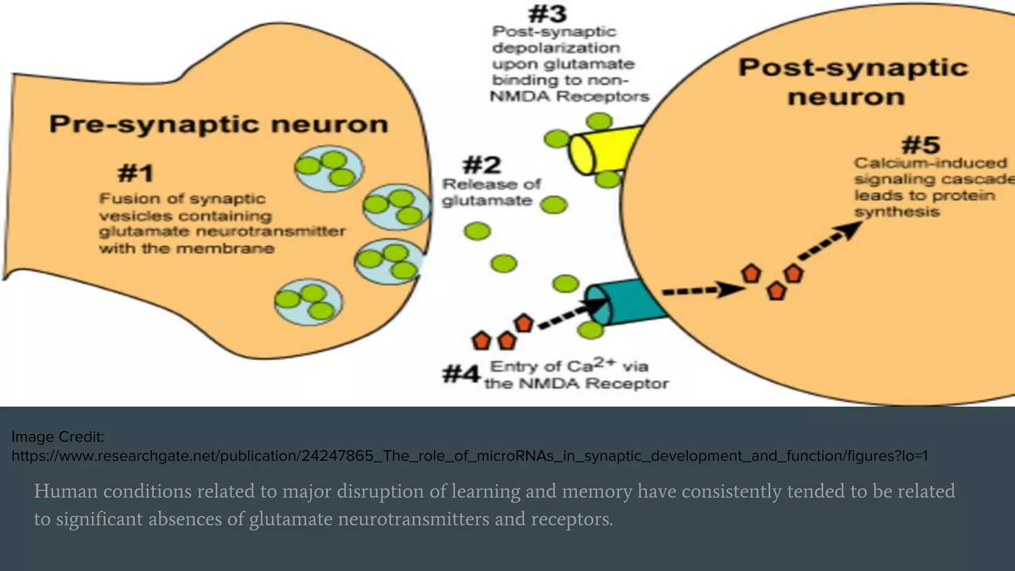 Human conditions related to major disruption of learning and memory have consistently tended to be related
to significant absences of glutamate neurotransmitters and receptors.
Image Credit:
https://www.researchgate.net/publication/24247865_The_role_of_microRNAs_in_synaptic_development_and_function/figures?lo=1
 
