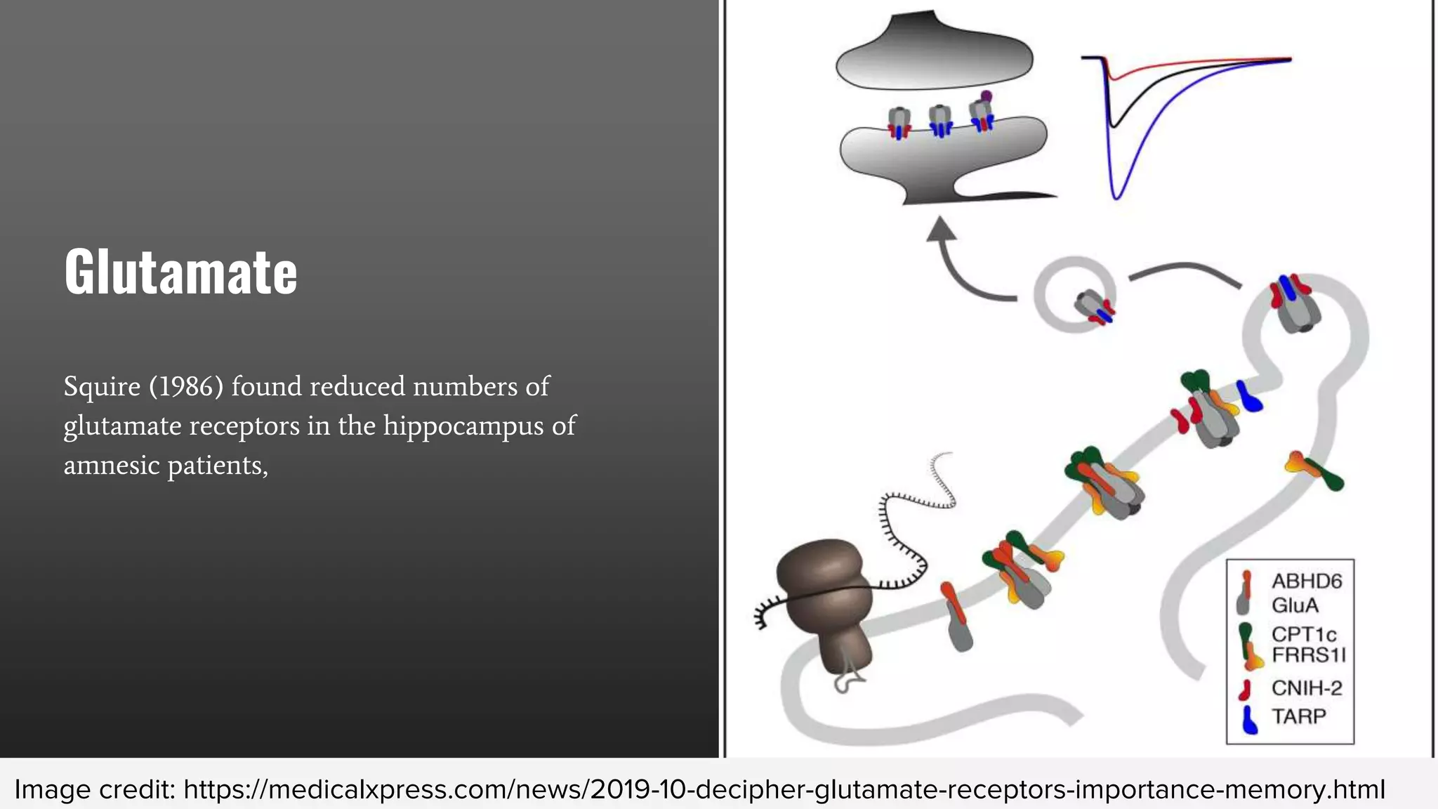 Glutamate
Squire (1986) found reduced numbers of
glutamate receptors in the hippocampus of
amnesic patients,
Image credit: https://medicalxpress.com/news/2019-10-decipher-glutamate-receptors-importance-memory.html
 