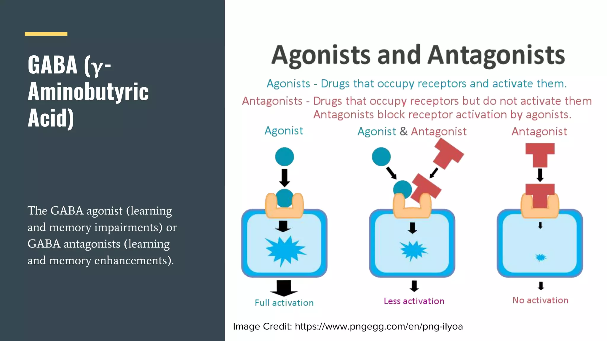 GABA (γ-
Aminobutyric
Acid)
The GABA agonist (learning
and memory impairments) or
GABA antagonists (learning
and memory enhancements).
Image Credit: https://www.pngegg.com/en/png-ilyoa
 