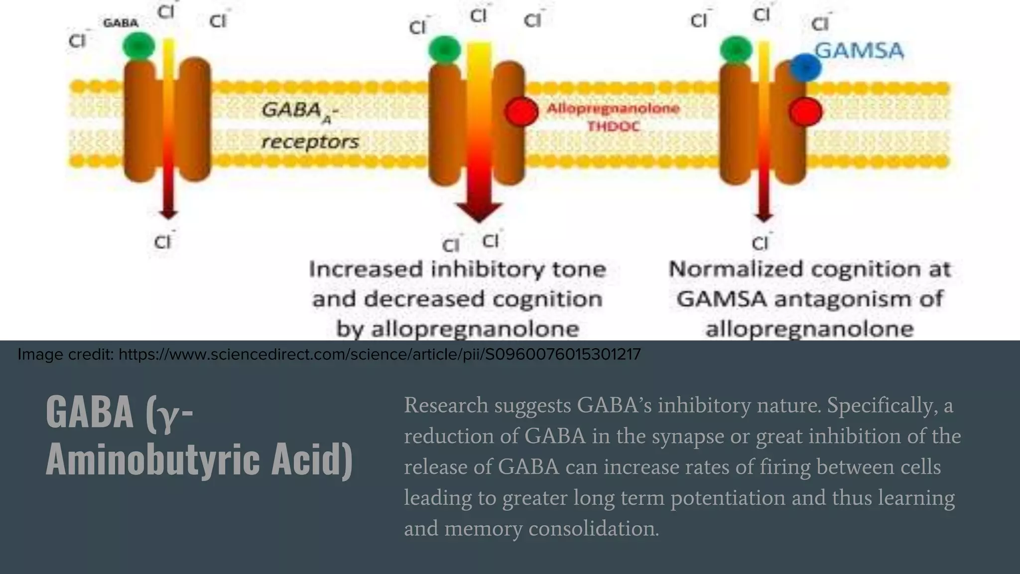 GABA (γ-
Aminobutyric Acid)
Research suggests GABA’s inhibitory nature. Specifically, a
reduction of GABA in the synapse or great inhibition of the
release of GABA can increase rates of firing between cells
leading to greater long term potentiation and thus learning
and memory consolidation.
Image credit: https://www.sciencedirect.com/science/article/pii/S0960076015301217
 