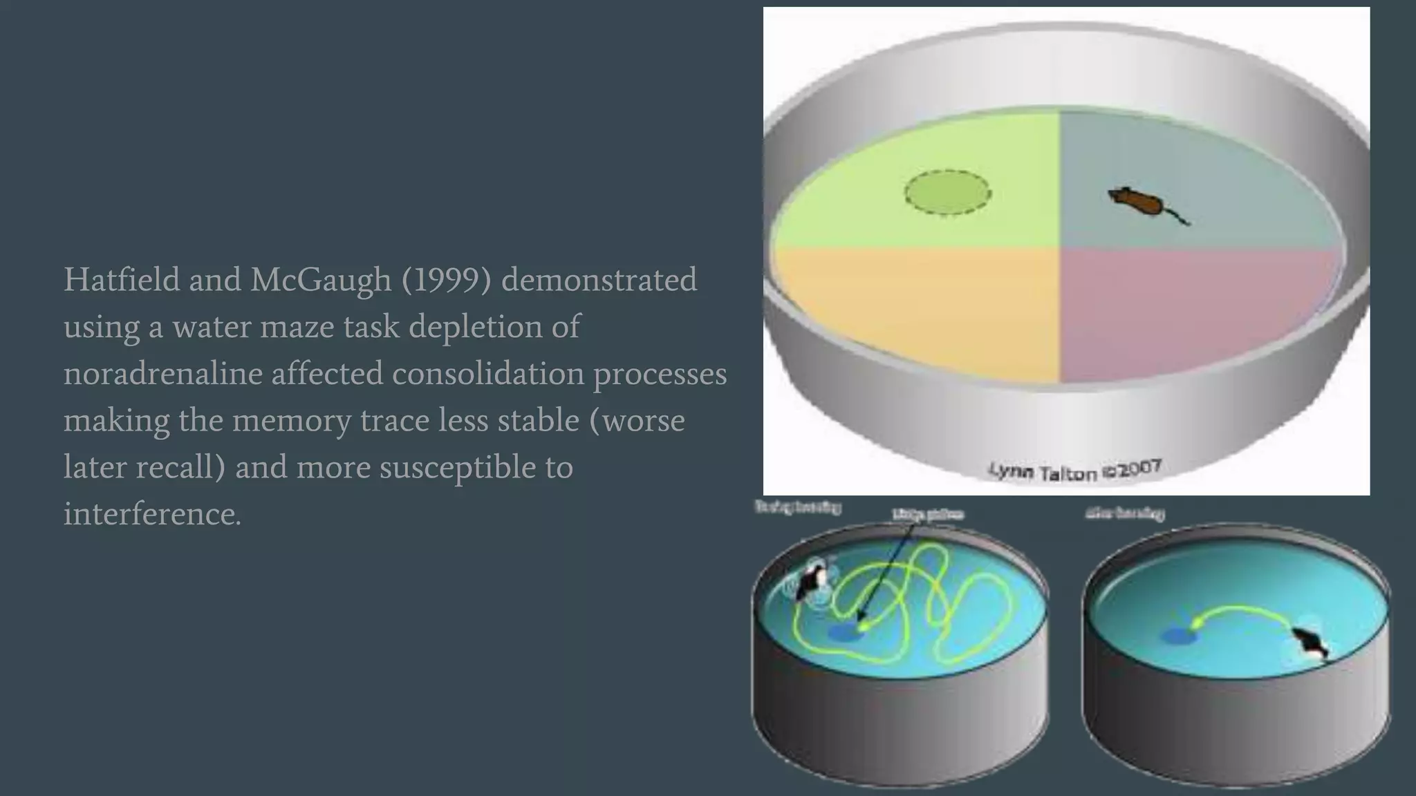 Hatfield and McGaugh (1999) demonstrated
using a water maze task depletion of
noradrenaline affected consolidation processes
making the memory trace less stable (worse
later recall) and more susceptible to
interference.
 