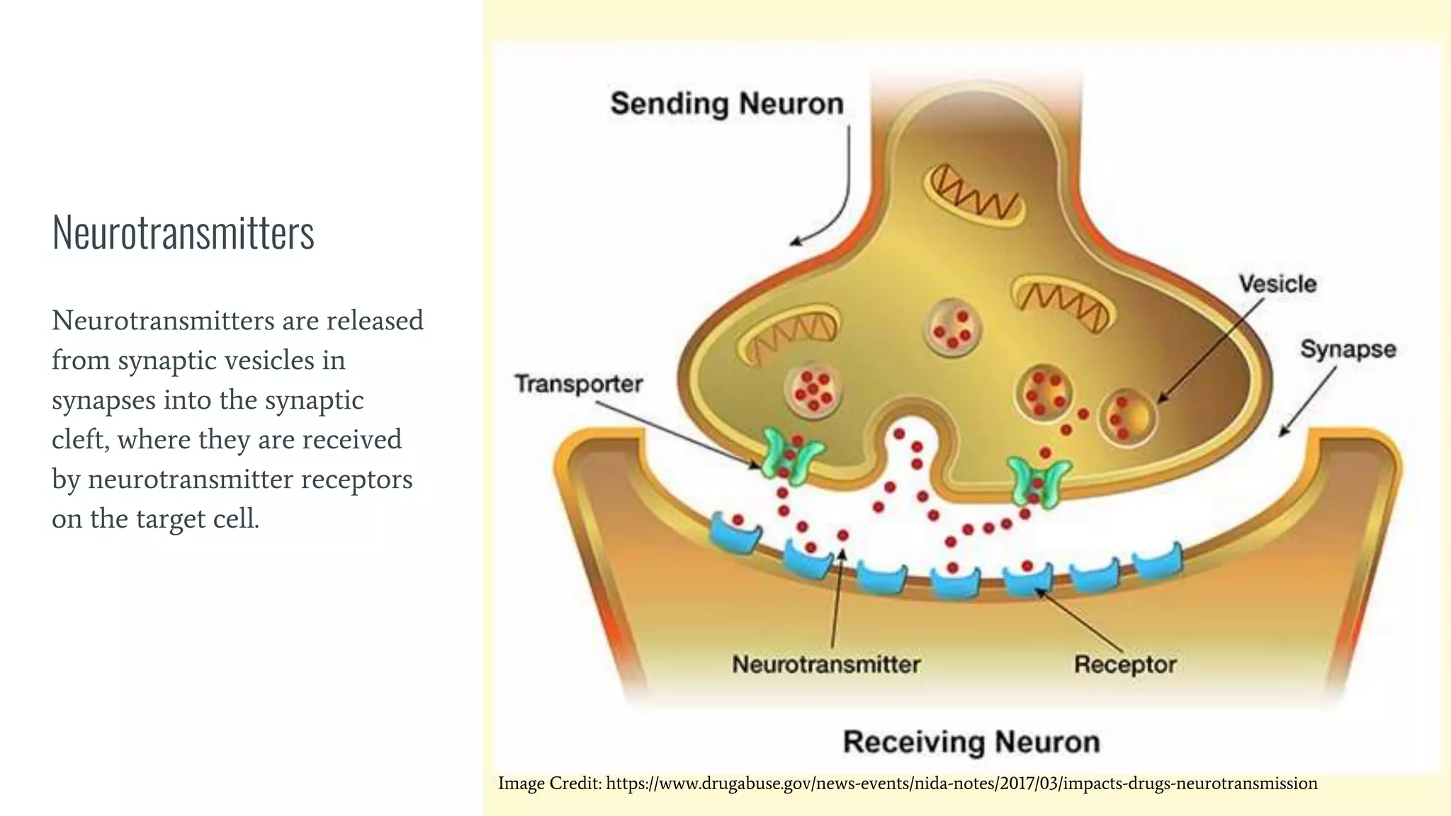 Neurotransmitters
Neurotransmitters are released
from synaptic vesicles in
synapses into the synaptic
cleft, where they are received
by neurotransmitter receptors
on the target cell.
Image Credit: https://www.drugabuse.gov/news-events/nida-notes/2017/03/impacts-drugs-neurotransmission
 