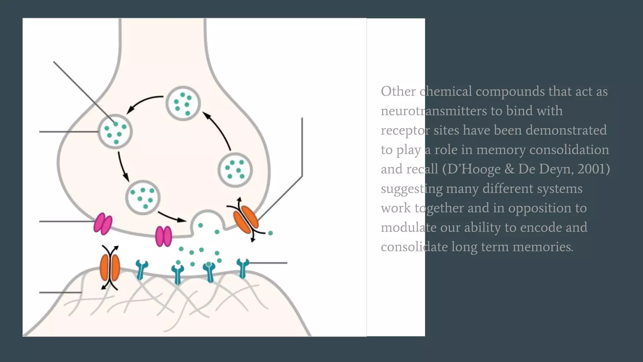 Other chemical compounds that act as
neurotransmitters to bind with
receptor sites have been demonstrated
to play a role in memory consolidation
and recall (D’Hooge & De Deyn, 2001)
suggesting many different systems
work together and in opposition to
modulate our ability to encode and
consolidate long term memories.
 