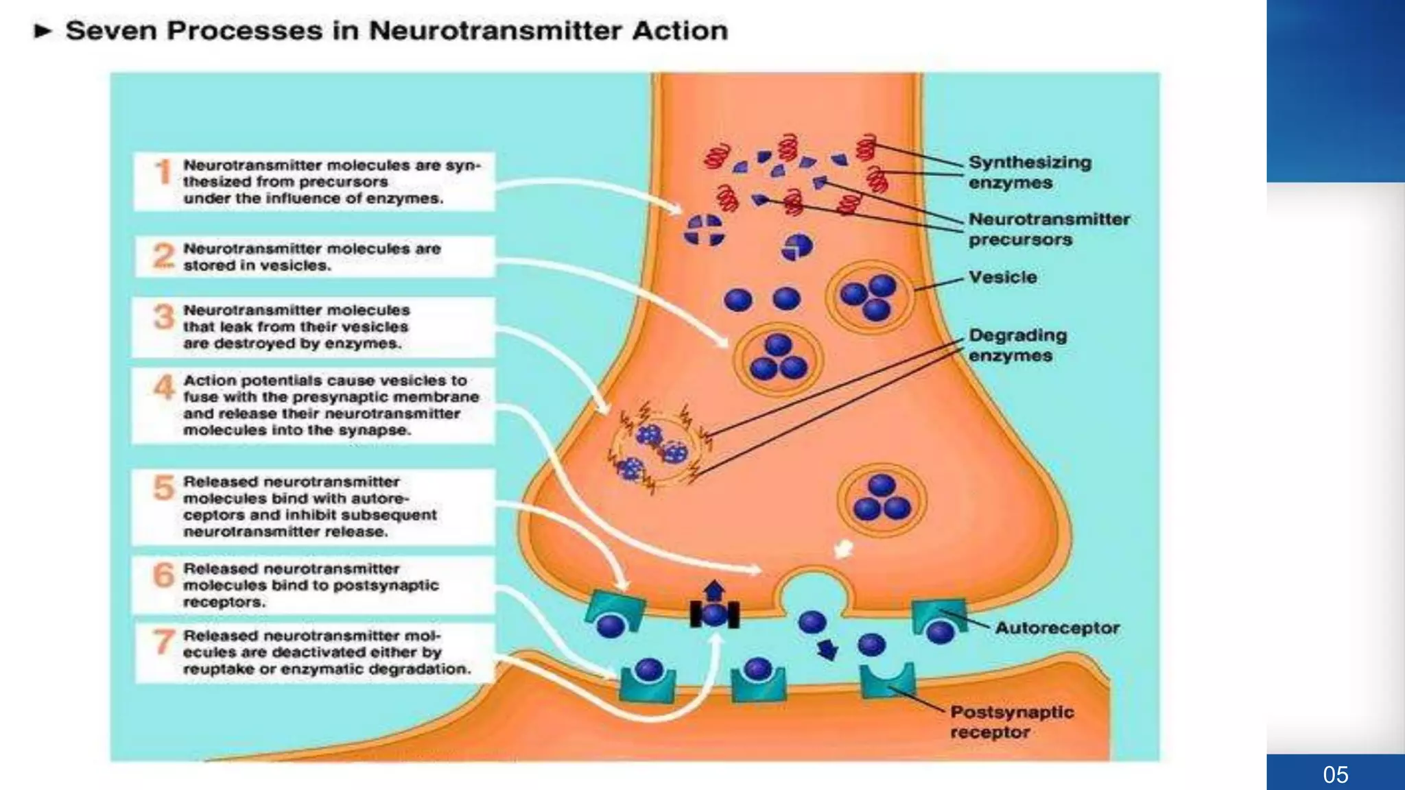 Neurotransmitters Serotonin Dopamine By Dr Rujul Modi Pdf