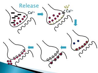 Ca2+ Ca2+
Release
 