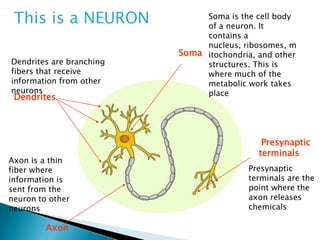 This is a NEURON
Dendrites are branching
fibers that receive
information from other
neurons
Soma is the cell body
of a neuron. It
contains a
nucleus, ribosomes, m
itochondria, and other
structures. This is
where much of the
metabolic work takes
place
Axon is a thin
fiber where
information is
sent from the
neuron to other
neurons
Soma
Presynaptic
terminals
Presynaptic
terminals are the
point where the
axon releases
chemicals
Dendrites
Axon
 