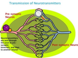 Pre-synaptic
Neuron
Post-synaptic Neuron
Neurotransmitters
are sent through
the axon to pre-
synaptic
terminals, and then
to another neuron
Transmission of Neurotransmitters
 