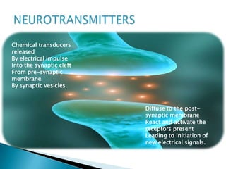 Chemical transducers
released
By electrical impulse
Into the synaptic cleft
From pre-synaptic
membrane
By synaptic vesicles.
Diffuse to the post-
synaptic membrane
React and activate the
receptors present
Leading to initiation of
new electrical signals.
 