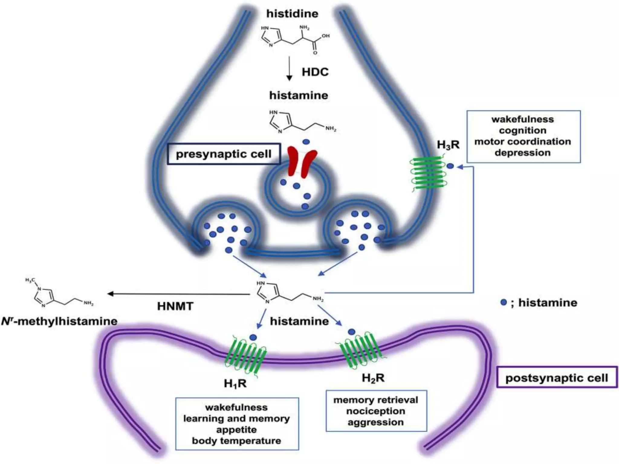 Neurotransmitters and histamine pharmacology | PPTX