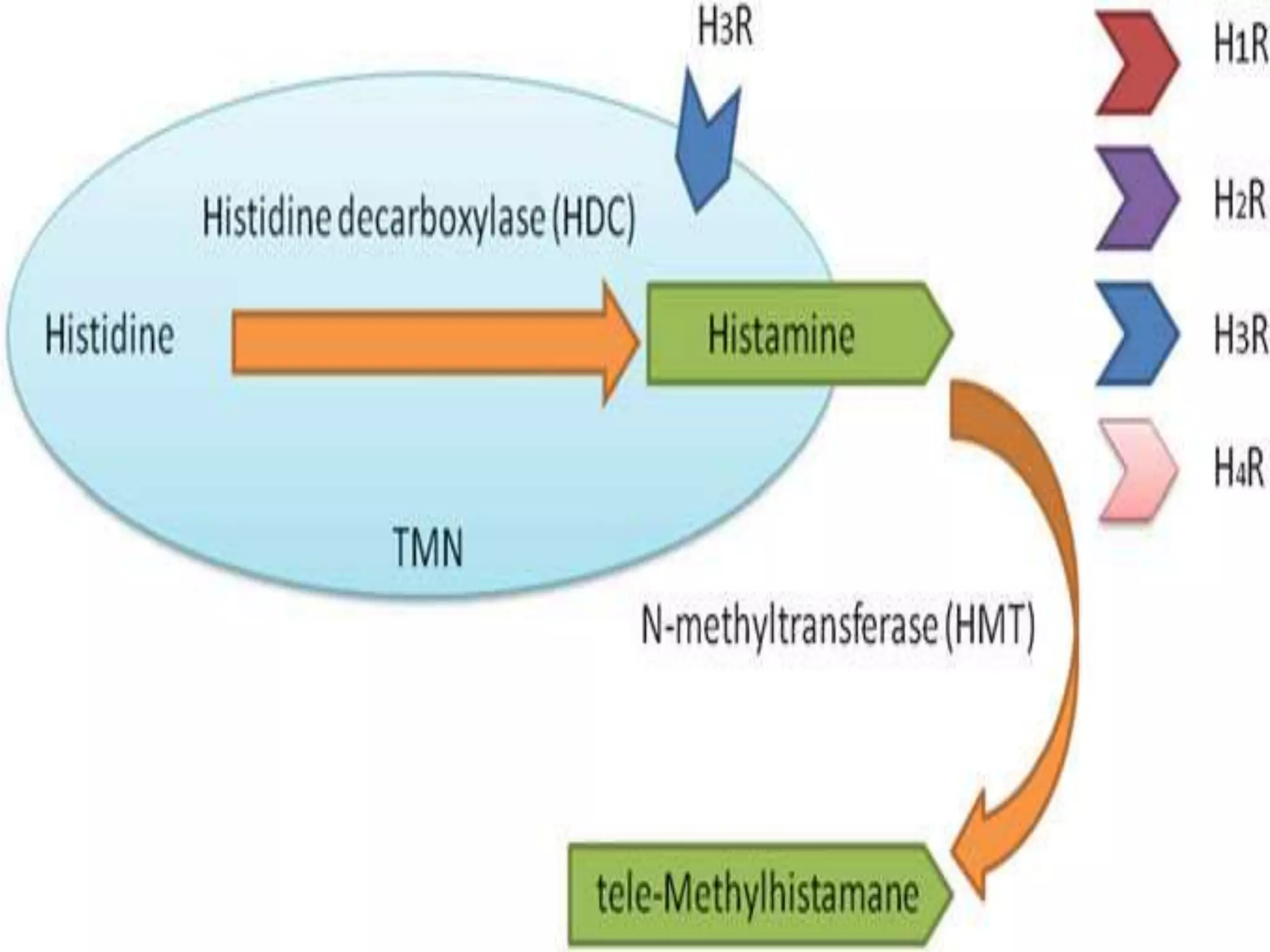 Neurotransmitters and histamine pharmacology | PPTX
