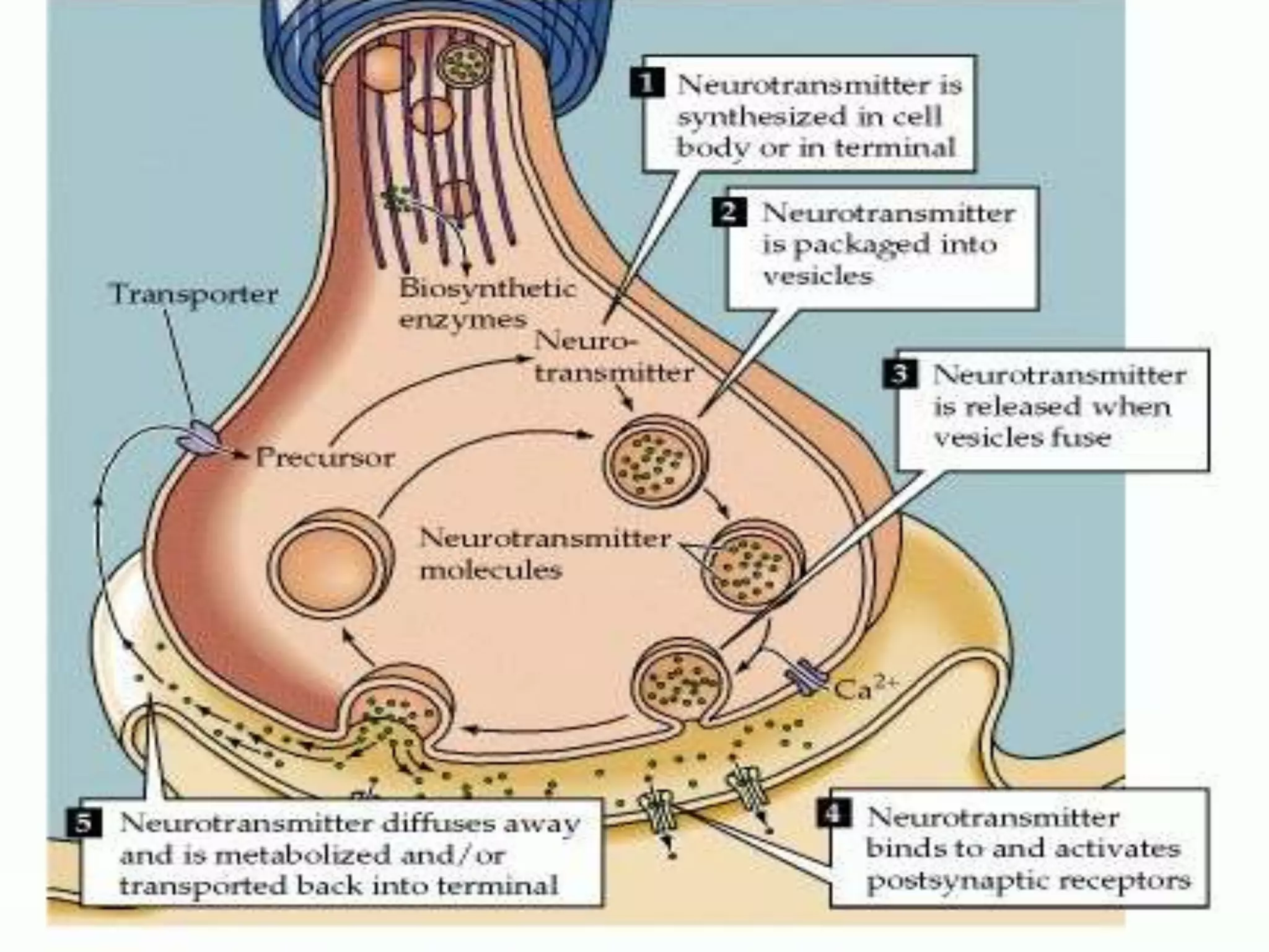 Neurotransmitters and histamine pharmacology | PPTX