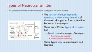 Types of Neurotransmitter
-The type of neurotransmitter depends on the type of synapses utilized.
• The synaptic cleft, presynaptic
terminal, and receiving dendrite of
the next cell together form a junction
known as the synapse
• There are different types of synapses
but
• they all transmit messages of two types.
• Type I synapses: excitatory
• Type II synapses: inhibitory.
• These types vary in appearance and
location
 