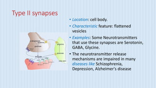 Type II synapses
• Location: cell body.
• Characteristic feature: flattened
vesicles
• Examples: Some Neurotransmitters
that use these synapses are Serotonin,
GABA, Glycine.
• The neurotransmitter release
mechanisms are impaired in many
diseases like Schizophrenia,
Depression, Alzheimer's disease
 
