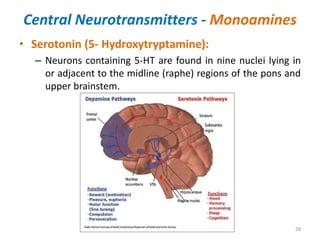 Central Neurotransmitters - Monoamines
• Serotonin (5- Hydroxytryptamine):
– Neurons containing 5-HT are found in nine nuclei lying in
or adjacent to the midline (raphe) regions of the pons and
upper brainstem.
28
 