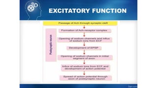 EXCITATORY FUNCTION
 