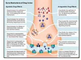 2/18/2015 ANCY KURIAN IMSc. Neurotransmitters 24
 
