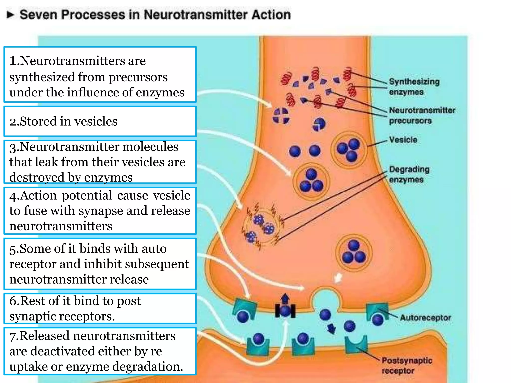 1.Neurotransmitters are
synthesized from precursors
under the influence of enzymes
2.Stored in vesicles
3.Neurotransmitter molecules
that leak from their vesicles are
destroyed by enzymes
4.Action potential cause vesicle
to fuse with synapse and release
neurotransmitters
5.Some of it binds with auto
receptor and inhibit subsequent
neurotransmitter release
6.Rest of it bind to post
synaptic receptors.
7.Released neurotransmitters
are deactivated either by re
uptake or enzyme degradation.
 