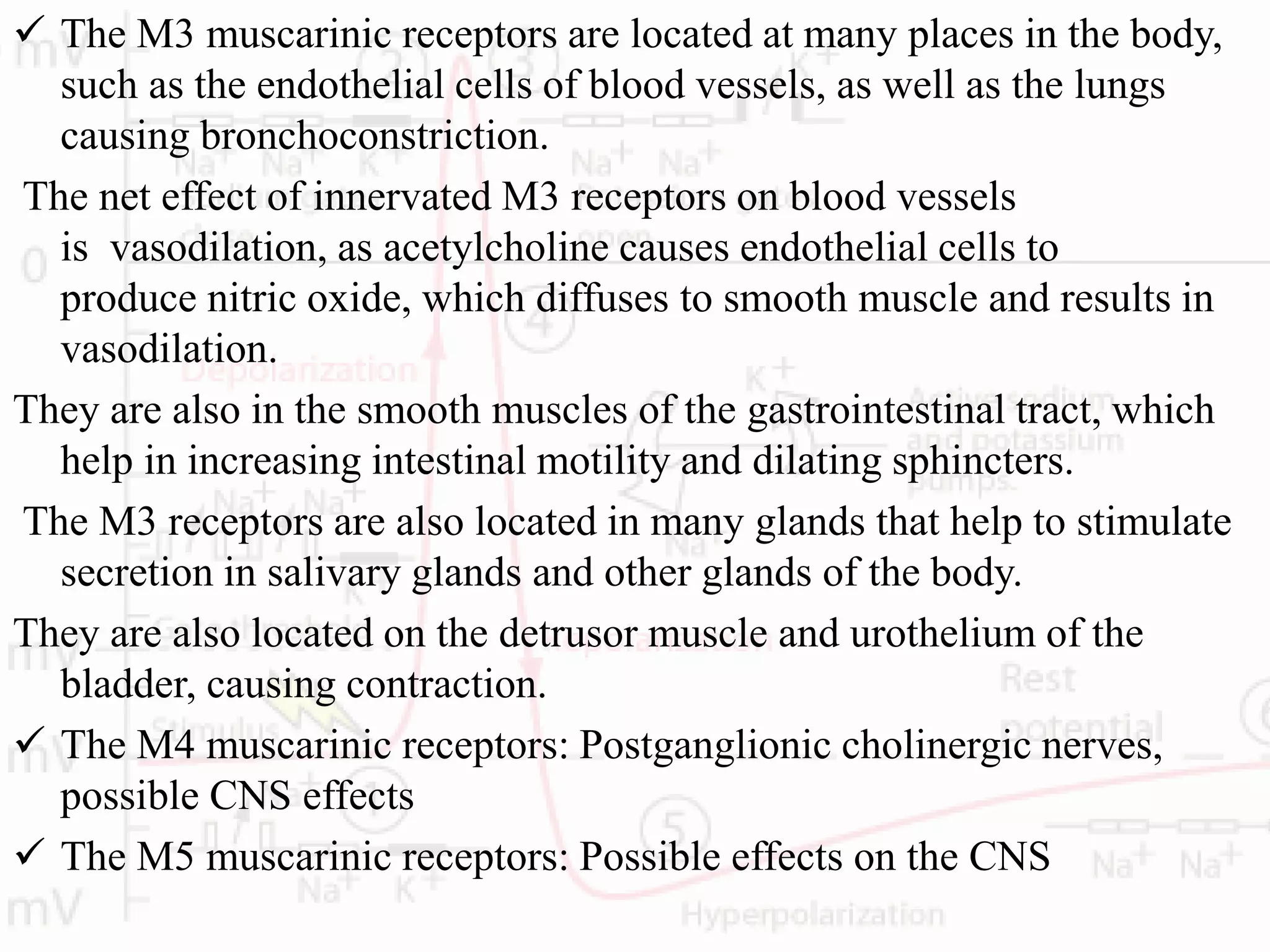  The M3 muscarinic receptors are located at many places in the body,
such as the endothelial cells of blood vessels, as well as the lungs
causing bronchoconstriction.
The net effect of innervated M3 receptors on blood vessels
is vasodilation, as acetylcholine causes endothelial cells to
produce nitric oxide, which diffuses to smooth muscle and results in
vasodilation.
They are also in the smooth muscles of the gastrointestinal tract, which
help in increasing intestinal motility and dilating sphincters.
The M3 receptors are also located in many glands that help to stimulate
secretion in salivary glands and other glands of the body.
They are also located on the detrusor muscle and urothelium of the
bladder, causing contraction.
 The M4 muscarinic receptors: Postganglionic cholinergic nerves,
possible CNS effects
 The M5 muscarinic receptors: Possible effects on the CNS
 