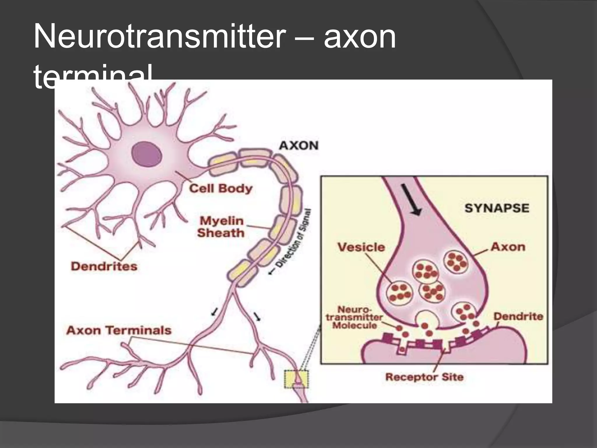 Neurotransmitter – axon
terminal